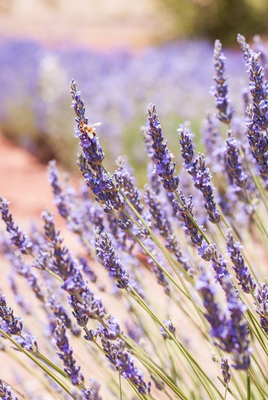Learn to knit knitted hat patterns Edible Lavender Flowers Near Me